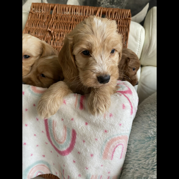 Labradoodle