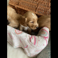 Labradoodle