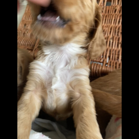 Labradoodle