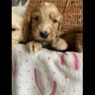 Labradoodle