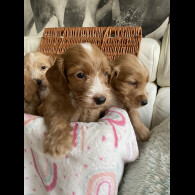 Labradoodle