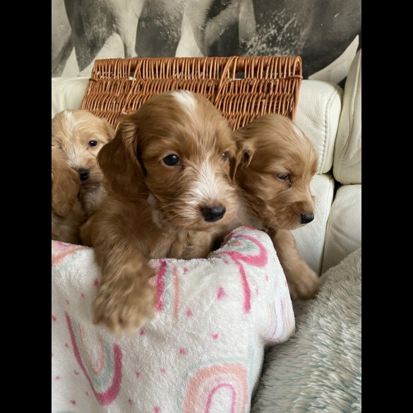 Labradoodle