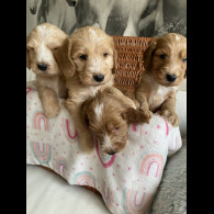 Labradoodle