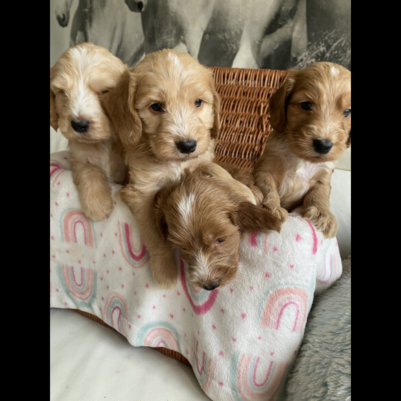 Labradoodle