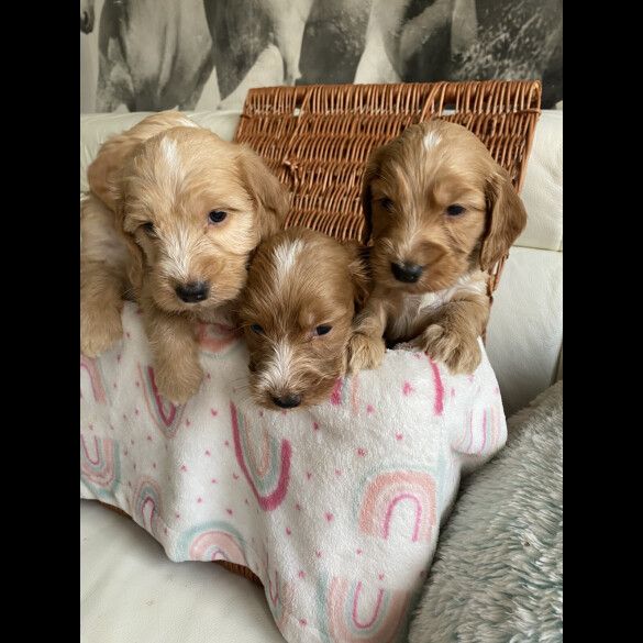 Labradoodle