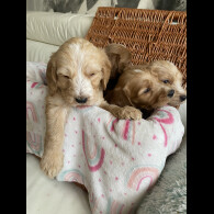 Labradoodle