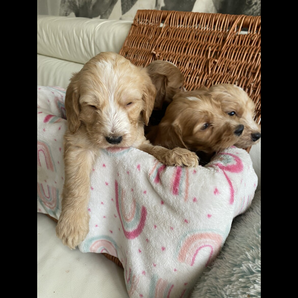 Labradoodle