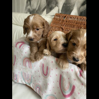 Labradoodle
