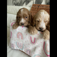 Labradoodle