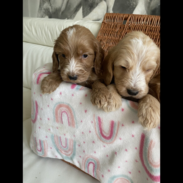 Labradoodle