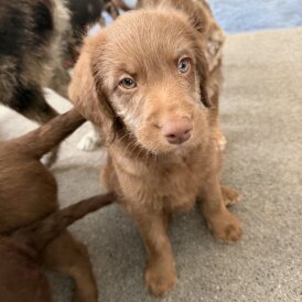 Labradoodle - Both
