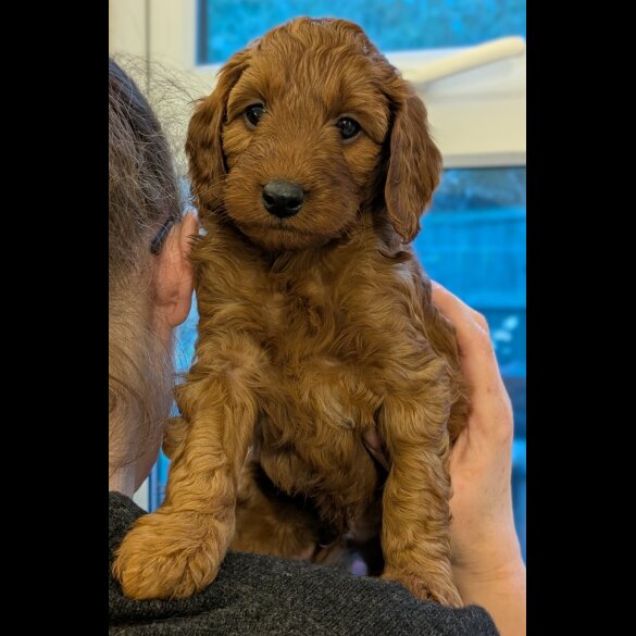 Labradoodle