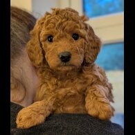 Labradoodle
