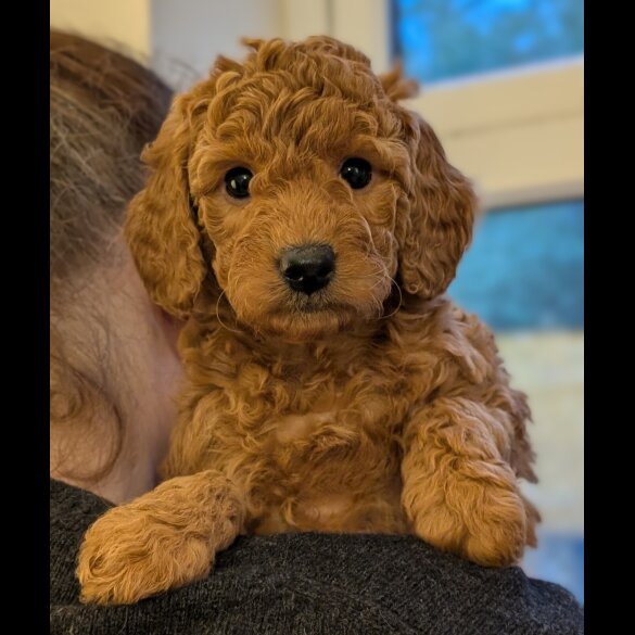 Labradoodle