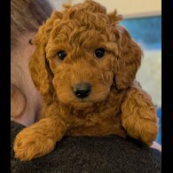Labradoodle