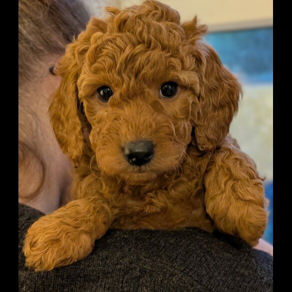 Labradoodle