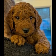 Labradoodle