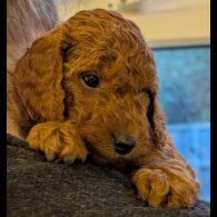 Labradoodle