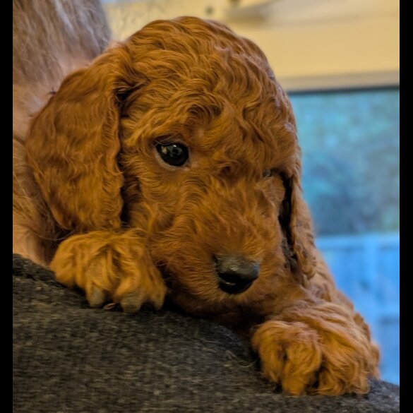 Labradoodle