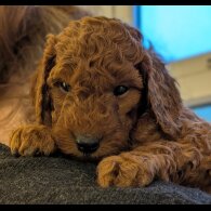 Labradoodle