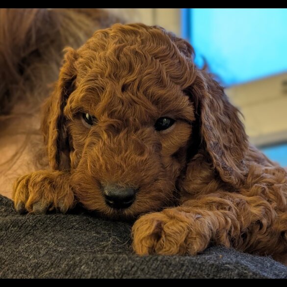 Labradoodle