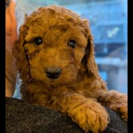 Labradoodle