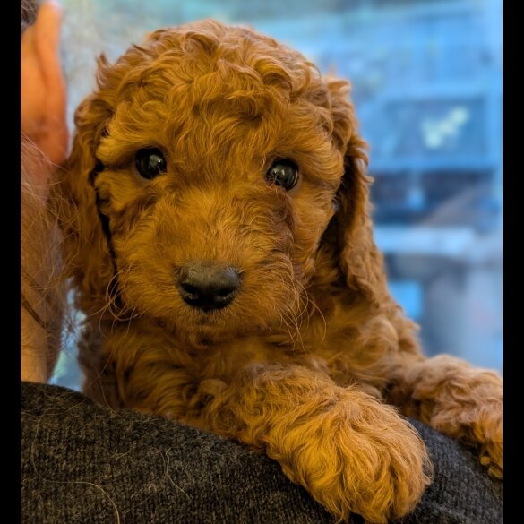Labradoodle