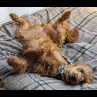 Labradoodle