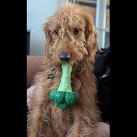 Labradoodle