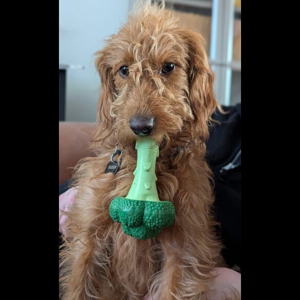 Labradoodle