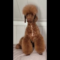 Labradoodle