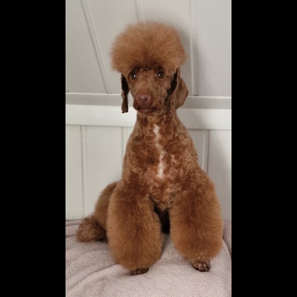 Labradoodle