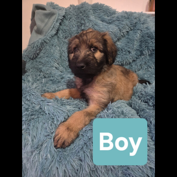 Labradoodle