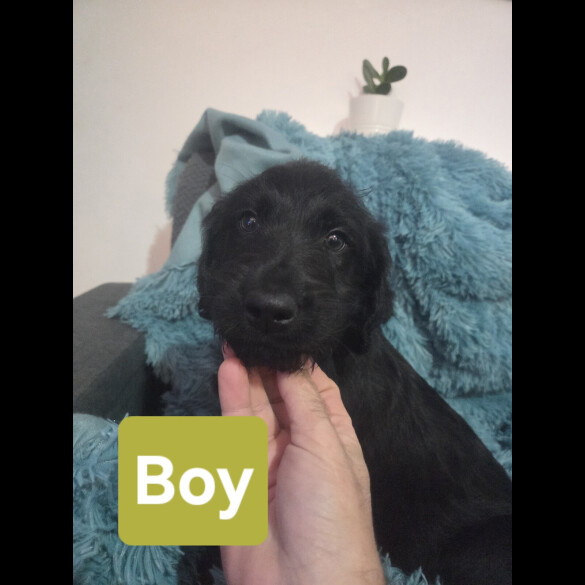 Labradoodle