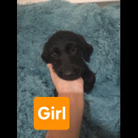 Labradoodle