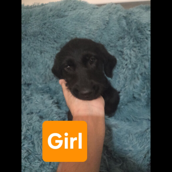 Labradoodle
