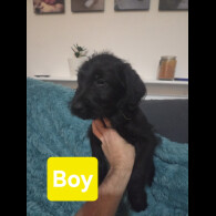 Labradoodle