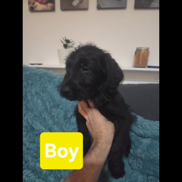 Labradoodle