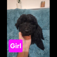 Labradoodle