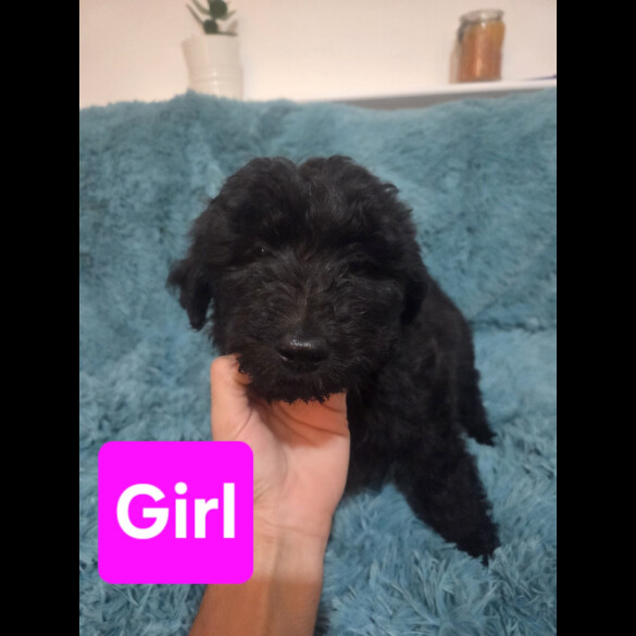 Labradoodle