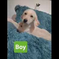 Labradoodle