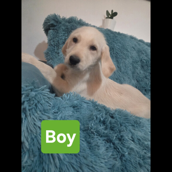 Labradoodle