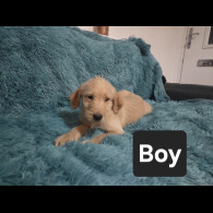 Labradoodle
