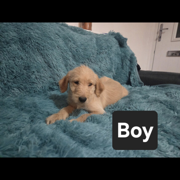 Labradoodle