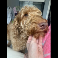Labradoodle