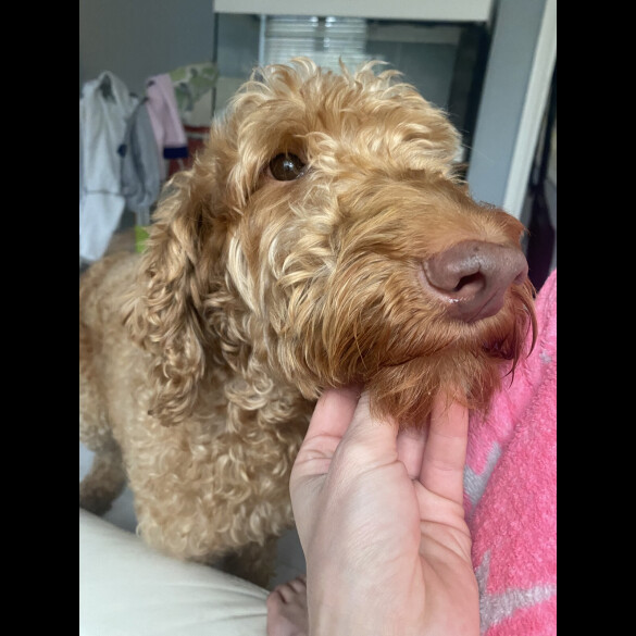 Labradoodle