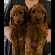 Labradoodle