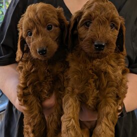 Labradoodle