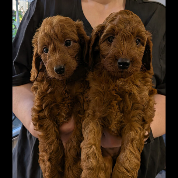 Labradoodle