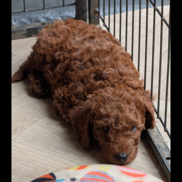 Labradoodle
